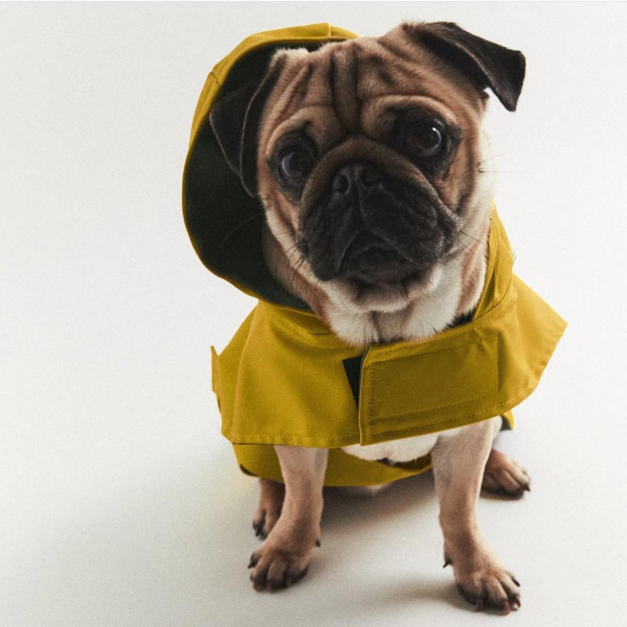 zara pet collection