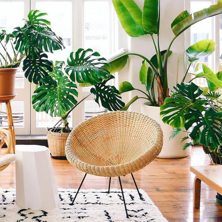 plantas na decoração