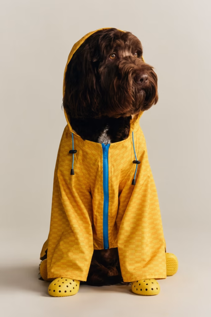 Kith lança coleção pet em parceria com a Wagwear