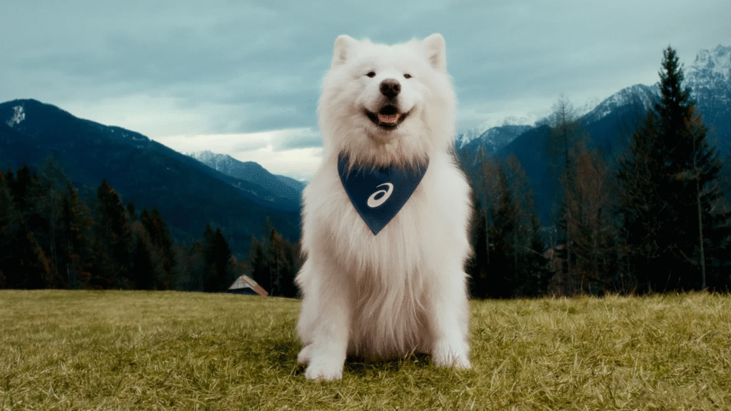 Felix, o cachorro, é nomeado embaixador da ASICS e representa o poder do movimento