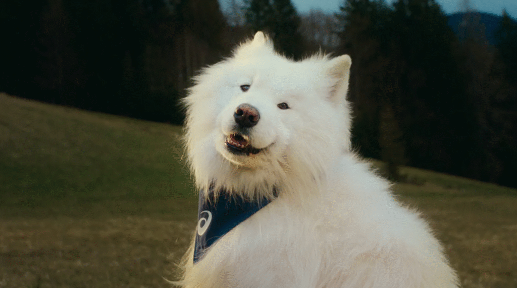 Felix, o cachorro, é nomeado embaixador da ASICS e representa o poder do movimento