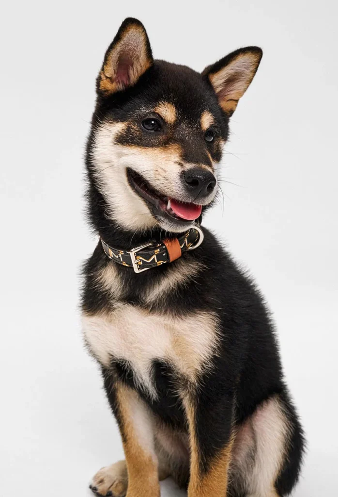 Moynat apresenta coleção de acessórios para pets com o M Canvas Pet Collection