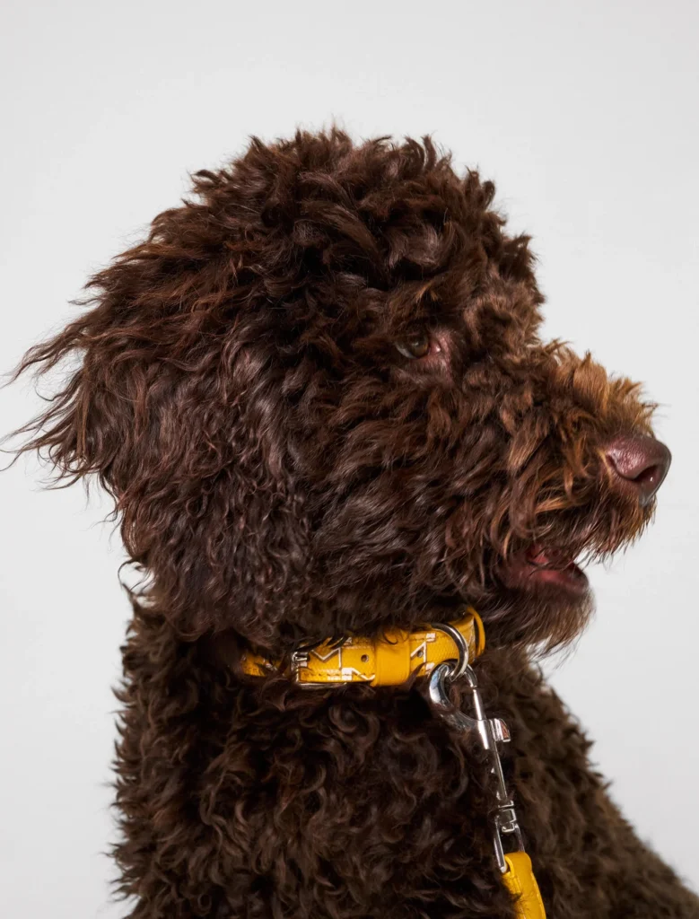 Moynat apresenta coleção de acessórios para pets com o M Canvas Pet Collection