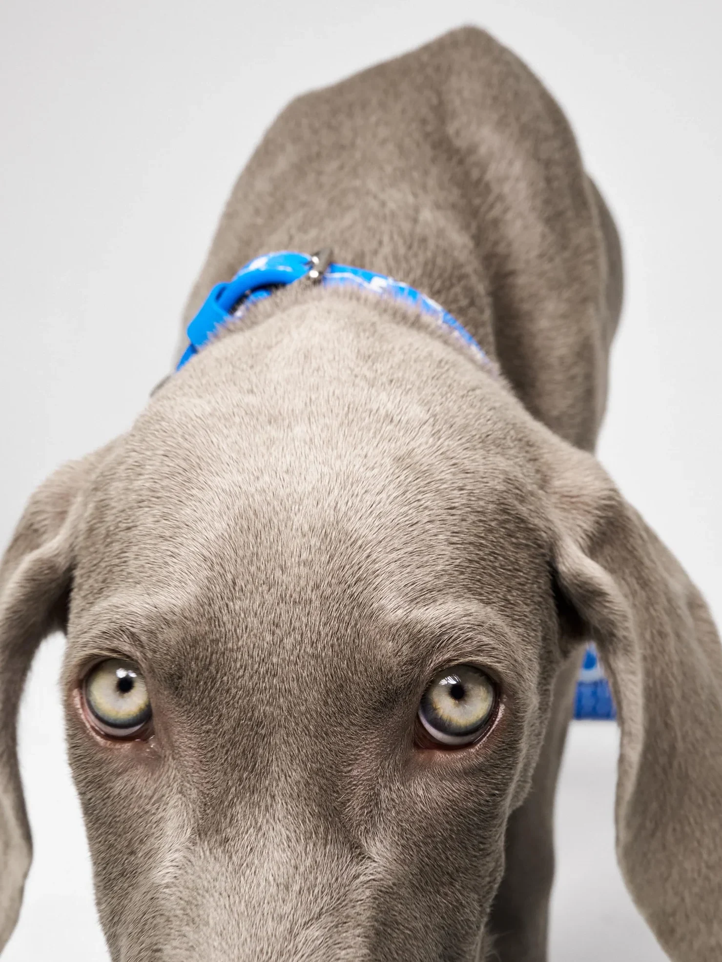 Moynat apresenta coleção de acessórios para pets com o M Canvas Pet Collection