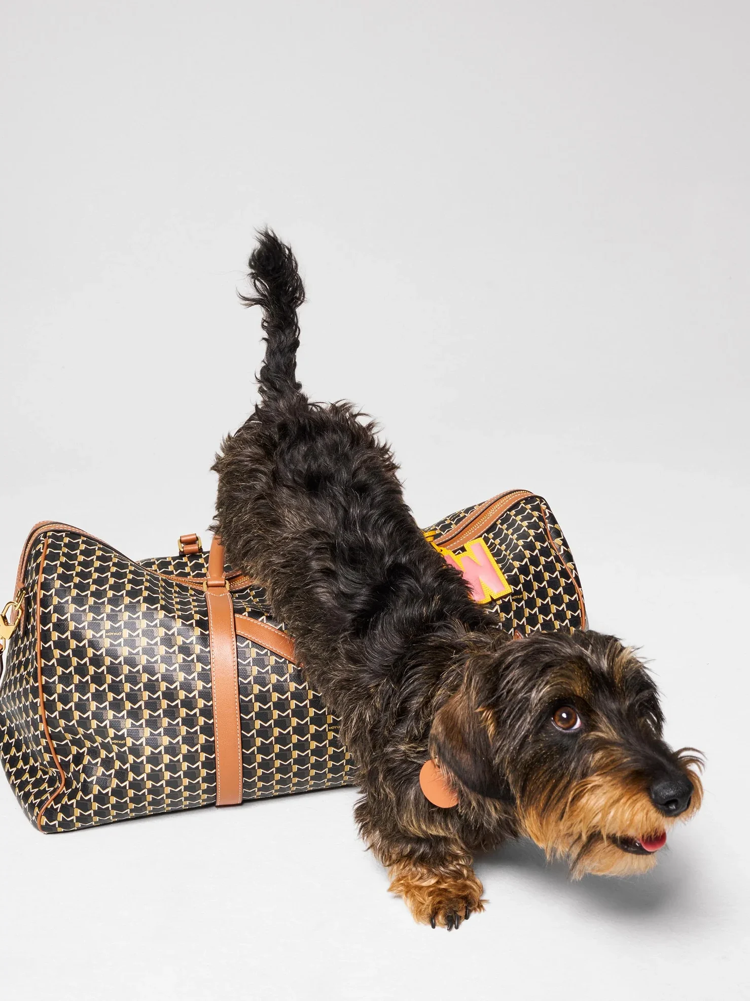 Moynat apresenta coleção de acessórios para pets com o M Canvas Pet Collection