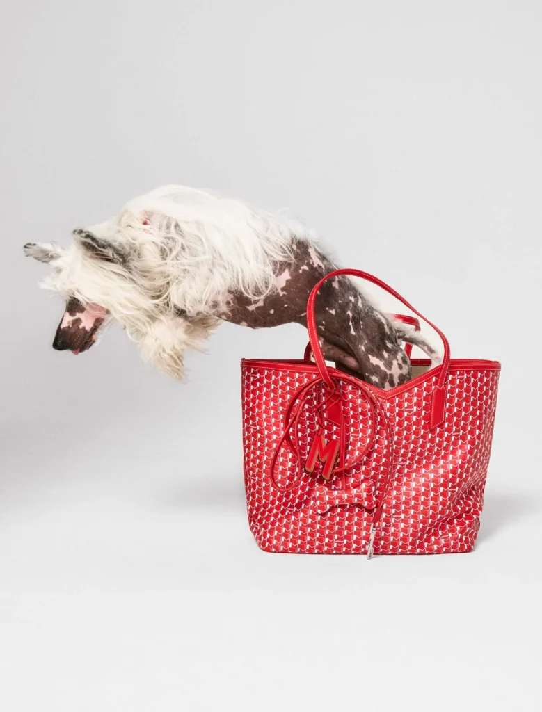 Moynat apresenta coleção de acessórios para pets com o M Canvas Pet Collection