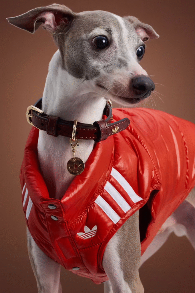 Streetwear para pets é a nova aposta da Adidas