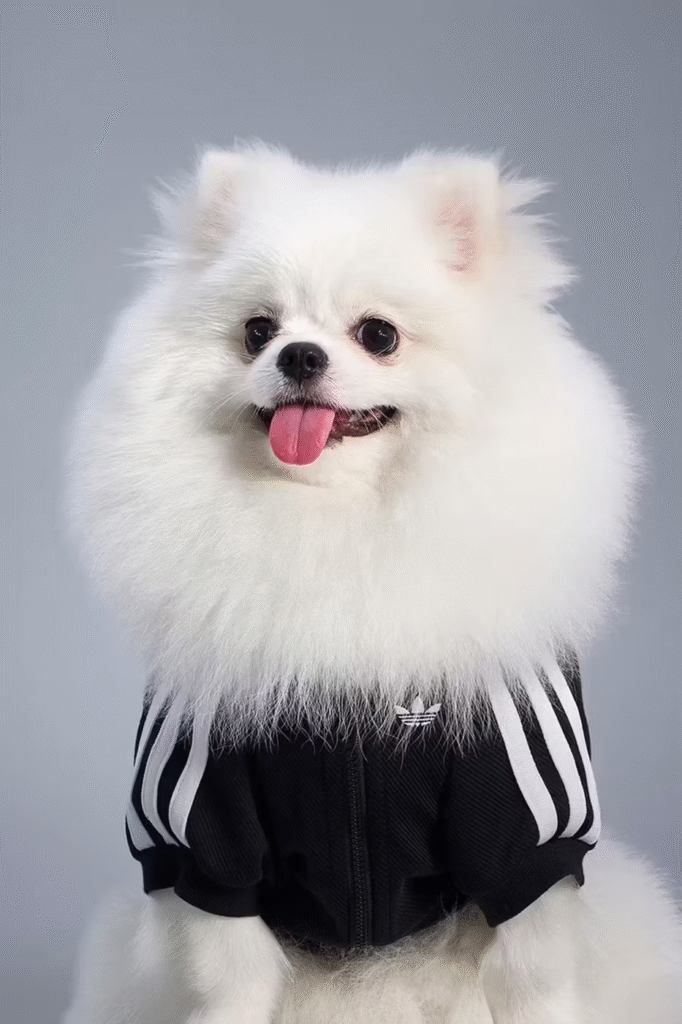 Streetwear para pets é a nova aposta da Adidas