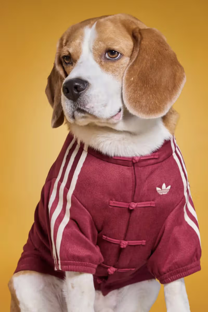 adidas pets coleção expande seu portfólio com jaquetas de estilo chinês inspiradas no Ano Novo Lunar e design tradicional.