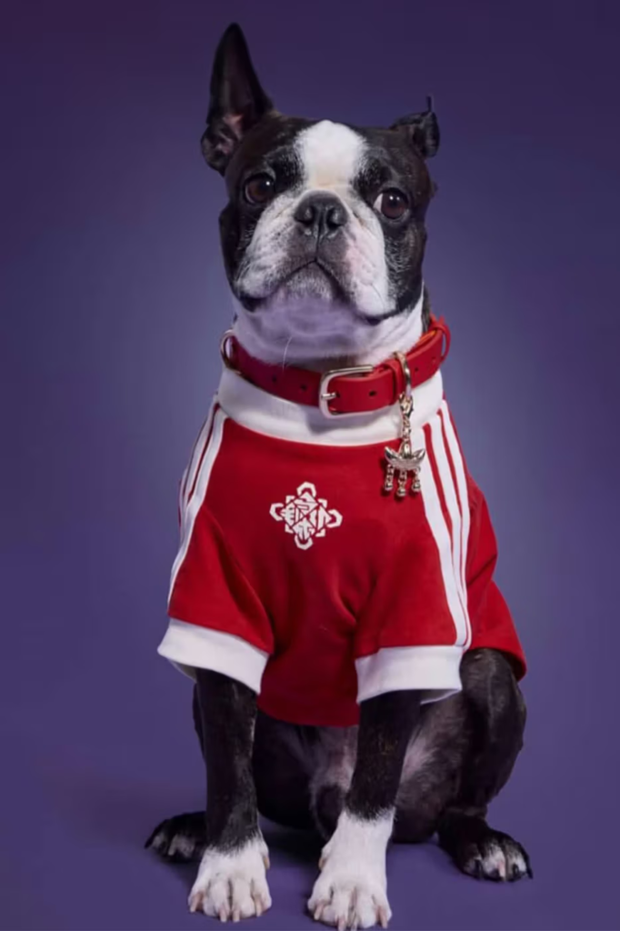 adidas pets coleção expande seu portfólio com jaquetas de estilo chinês inspiradas no Ano Novo Lunar e design tradicional.