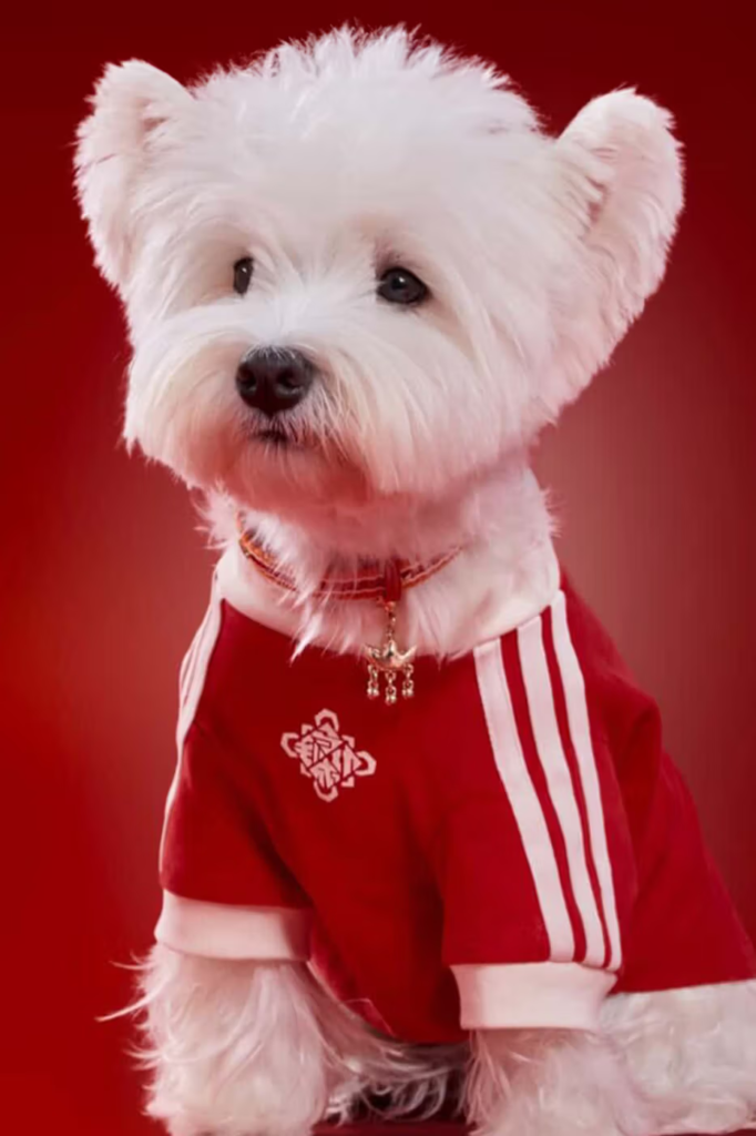 adidas pets coleção expande seu portfólio com jaquetas de estilo chinês inspiradas no Ano Novo Lunar e design tradicional.