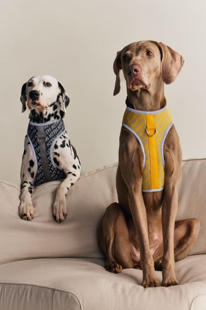Kith lança coleção pet em parceria com a Wagwear