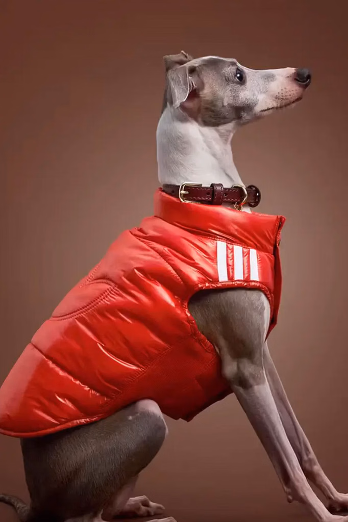 adidas Originals lança coleção de inverno para pets