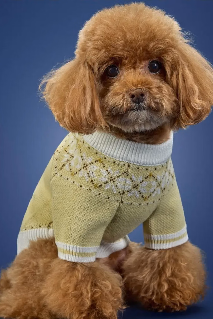 adidas Originals lança coleção de inverno para pets