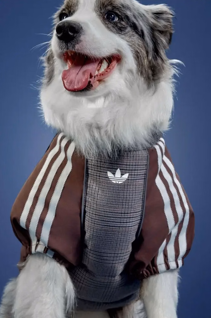 adidas Originals lança coleção de inverno para pets